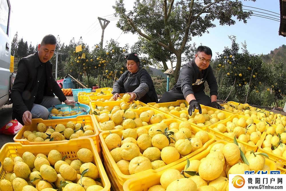 贵州榕江：“柚”丰收