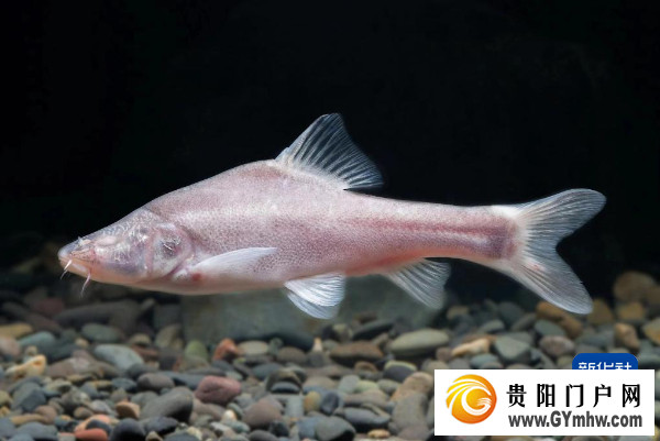 长江上游发现鱼类新物种“贵阳金线鲃”(图1)