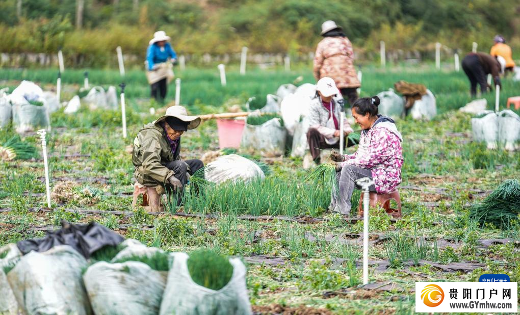 贵州赫章：香葱种植助力农户增收(图1)