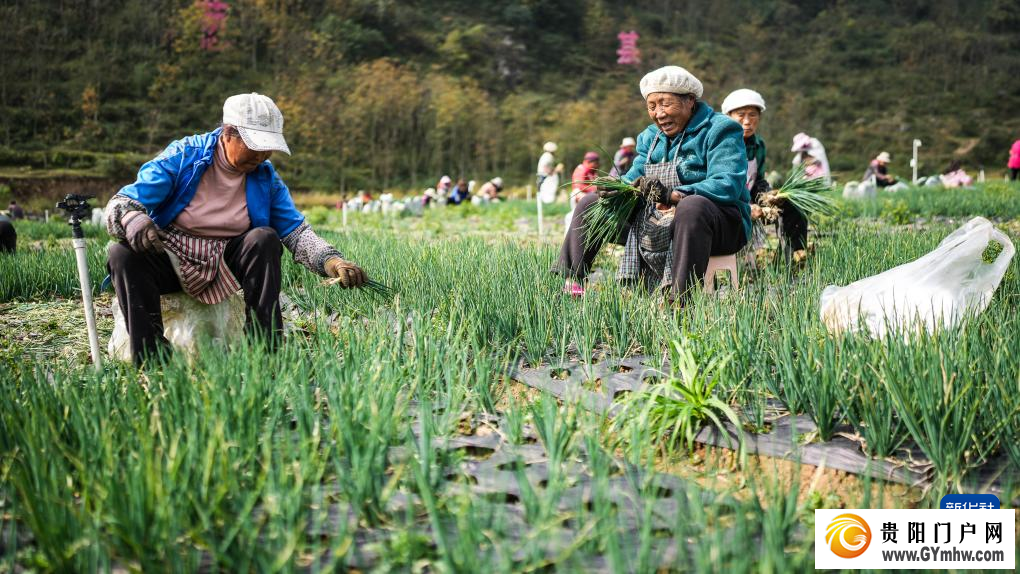 贵州赫章：香葱种植助力农户增收(图2)