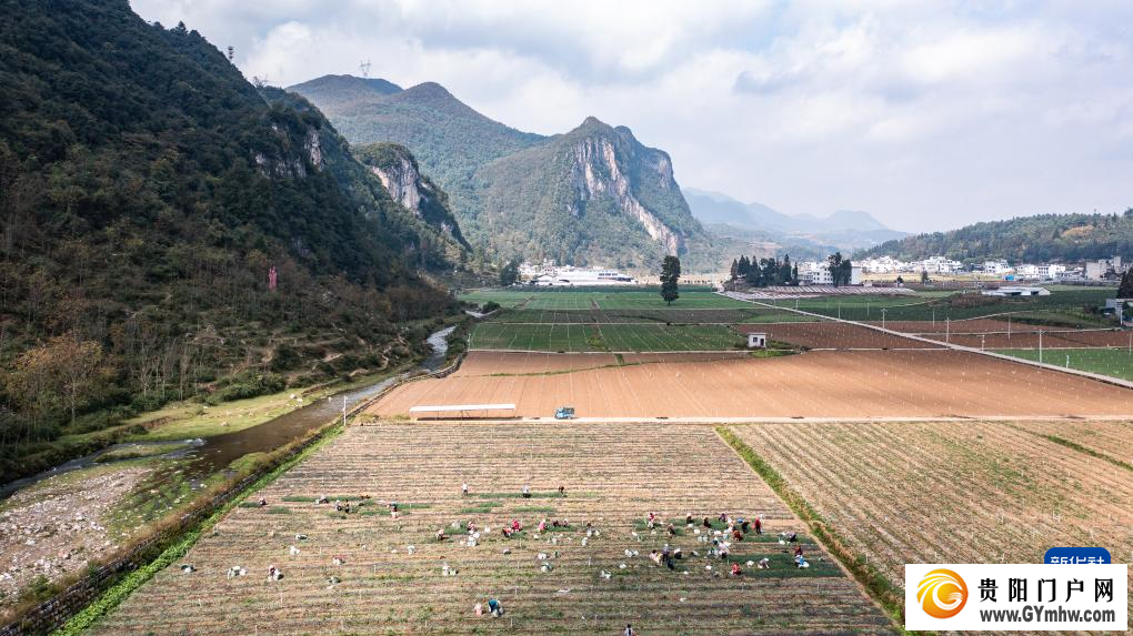 贵州赫章：香葱种植助力农户增收(图4)