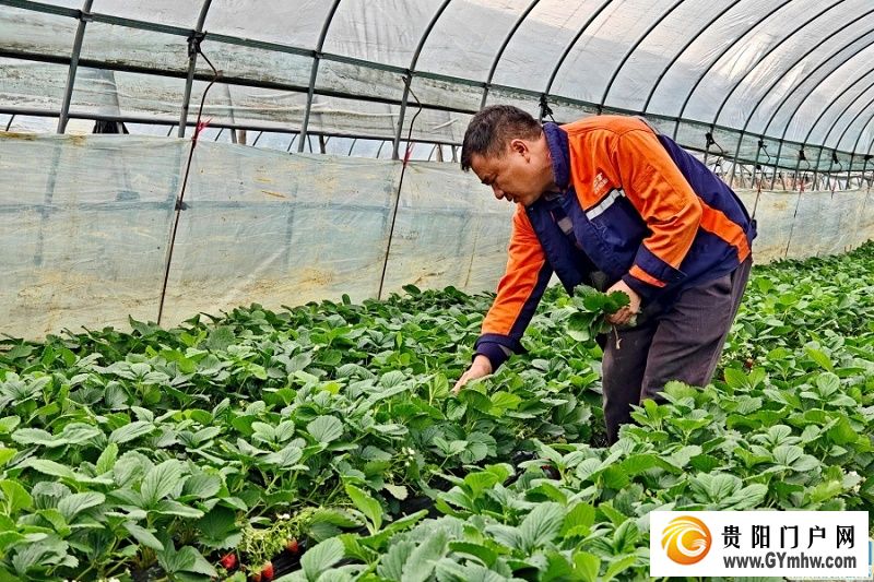 贵安湖潮乡冬季草莓月底抢“鲜”上市(图1) 贵安湖潮乡冬季草莓月底抢“鲜”上市(图1)