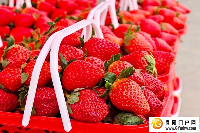 贵安湖潮乡冬季草莓月底抢“鲜”上市(图3) 贵安湖潮乡冬季草莓月底抢“鲜”上市(图3)