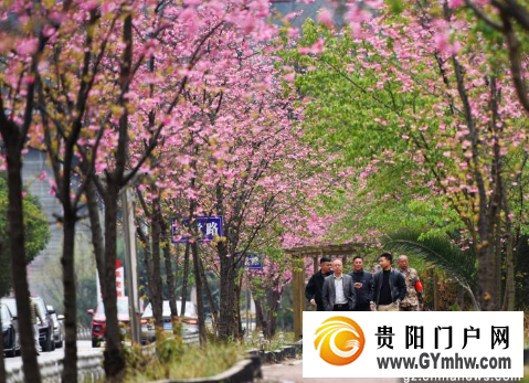 六盘水：樱花盛开鸟语花香引客赏花打卡(图2)