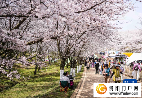 贵州“樱花海”又一次美到海外(图2) 贵州“樱花海”又一次美到海外(图2)
