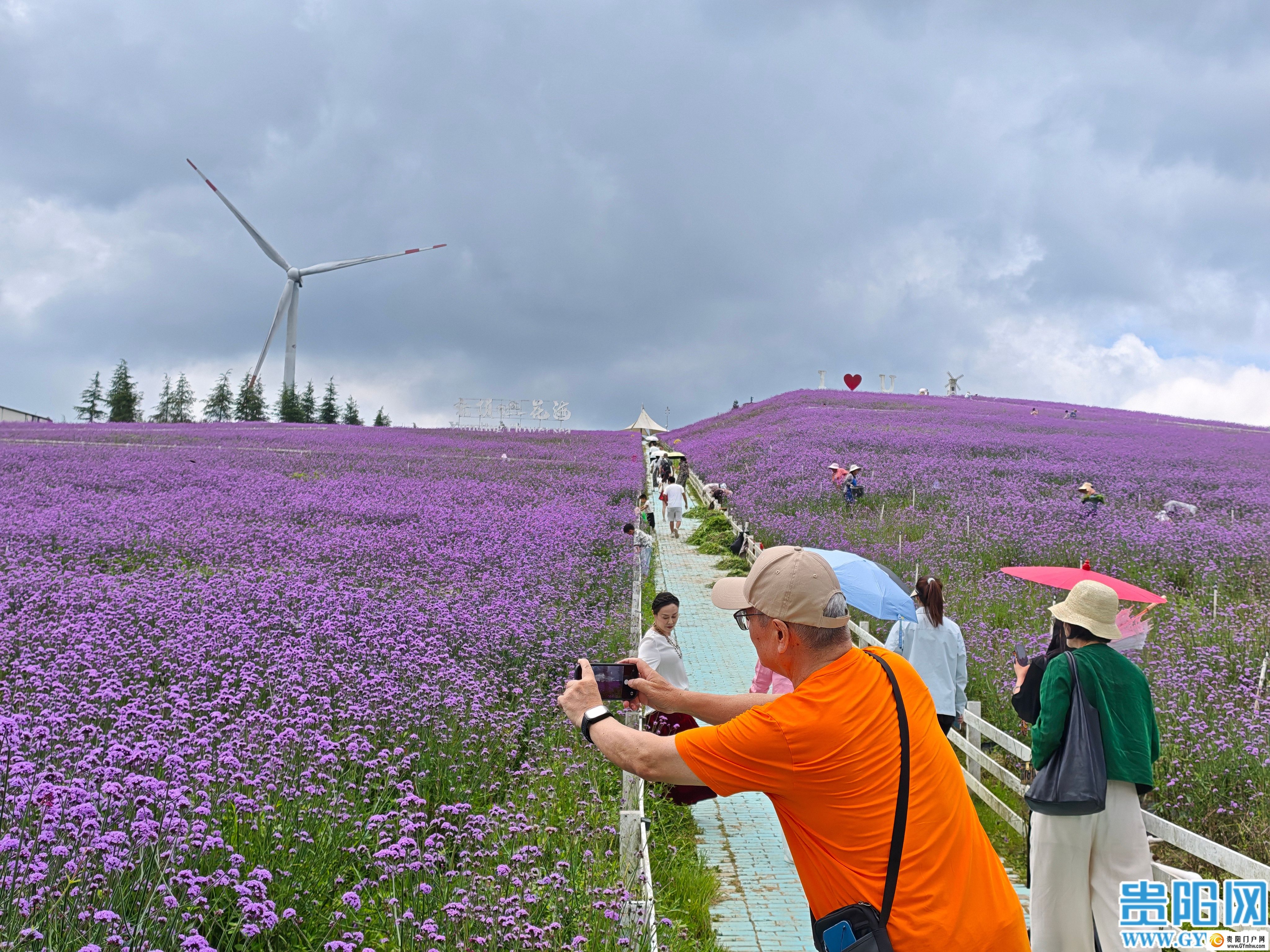 花溪区高坡乡打造云顶花海吸引游客避暑赏花(图2) 花溪区高坡乡打造云顶花海吸引游客避暑赏花(图2)